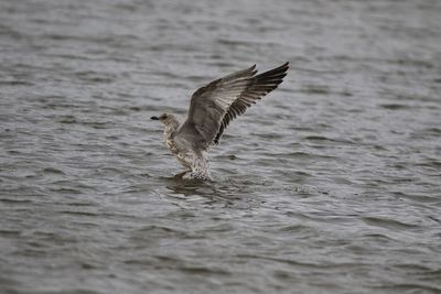 Seagull landing in water