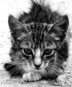 Portrait of cat relaxing outdoors