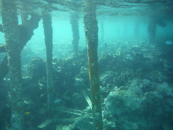 View of fish underwater