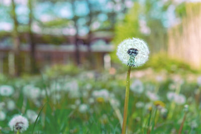 Close-up of white dandelion flower on field