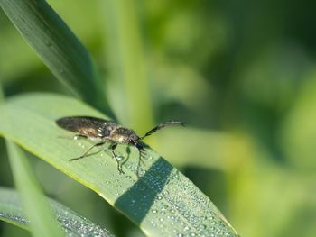 Close-up of insect on leaf