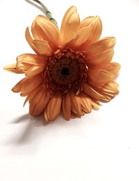 Close-up of flowers over white background