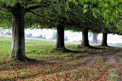 Trees growing on field