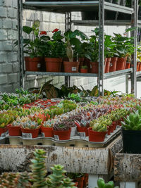 Potted plants at market stall