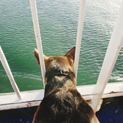 High angle view of dog on railing