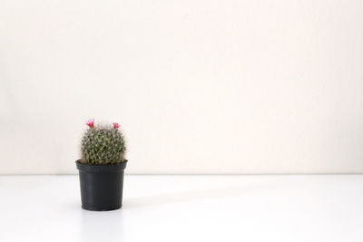 Close-up of potted plant against white background