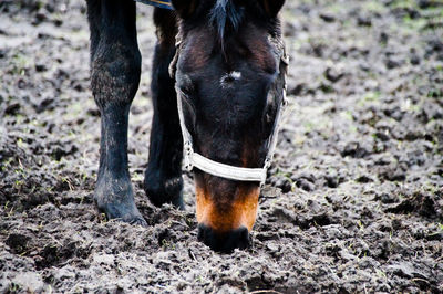 Close-up of horse on field