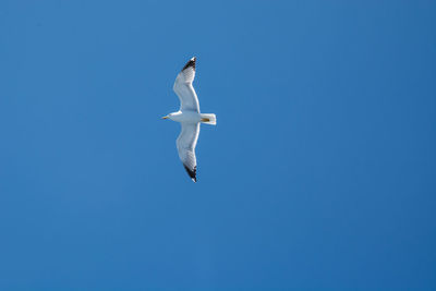 Low angle view of seagull flying against blue sky