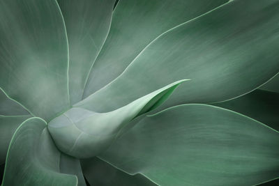 Full frame shot of flowering plant