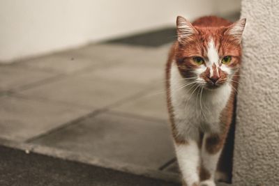 Portrait of cat sitting