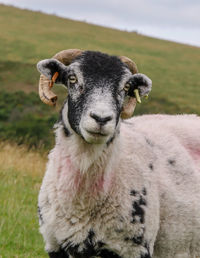 Close-up portrait of sheep on field