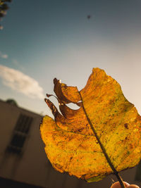 Close-up of autumn leaves against sky