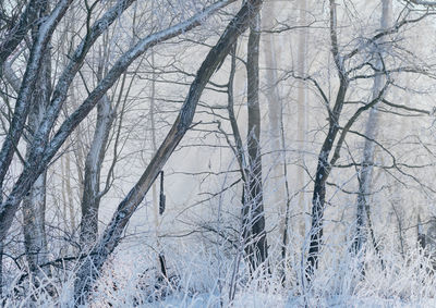 Bare trees on snow covered land