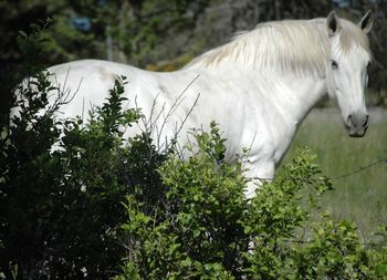 View of horses on field