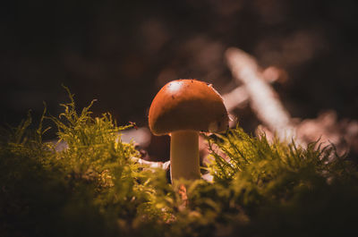 Close-up of mushroom growing on field