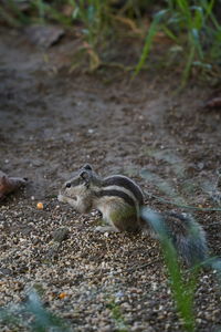 Side view of squirrel on rock