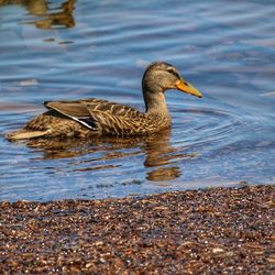 Close-up of duck swimming on lake