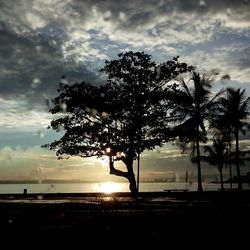 Silhouette of palm trees against cloudy sky
