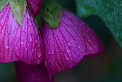 Close-up of raindrops on pink flower