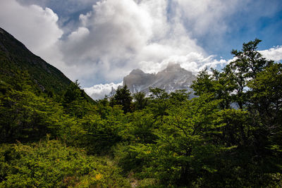 Low angle view of trees and plants against sky