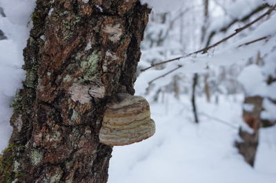 Close-up of tree trunk during winter