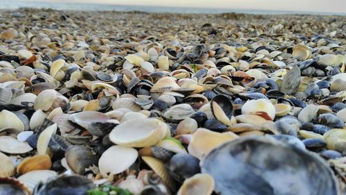 High angle view of shells on beach