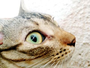 Close-up portrait of cat