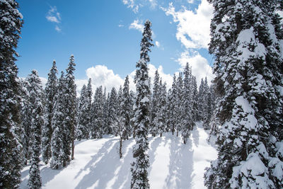 Snow covered trees in forest against sky