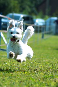 Dog in grass