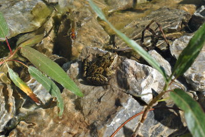 High angle view of insect