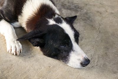 Close-up of black dog