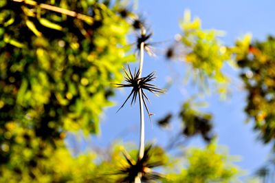 Low angle view of flower blooming against sky