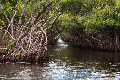 River amidst trees in forest