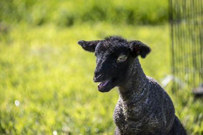 Close-up of goat on field