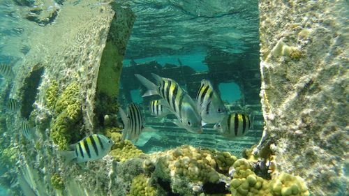 Fish swimming in aquarium