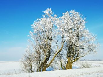 Close-up of tree against clear sky