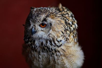 Close-up portrait of owl