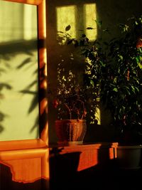 Close-up of plants against window