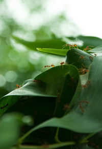 Close-up of insect on plant