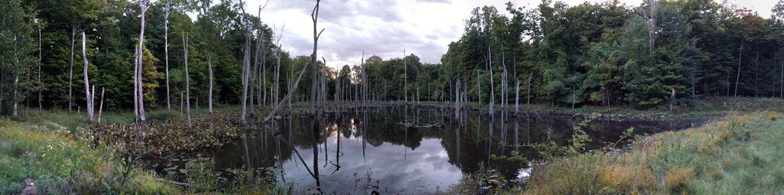 Reflection of trees in water