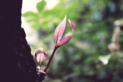 Close-up of flower against blurred background