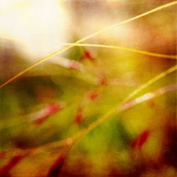 Close-up of leaves