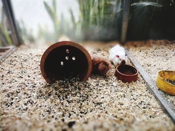 Close-up of crab eating food