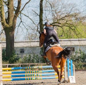 Horse riding horses