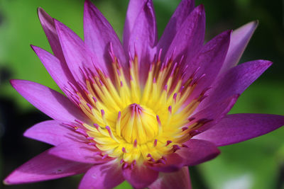 Close-up of purple water lily