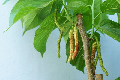 Low angle view of leaves growing on tree