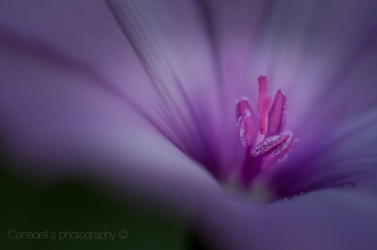 flower, petal, flower head, freshness, fragility, pink color, beauty in nature, close-up, growth, nature, selective focus, single flower, purple, stamen, backgrounds, pink, full frame, blooming, no people, macro