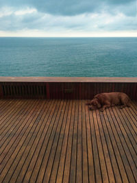 View of cat resting on wood by sea against sky