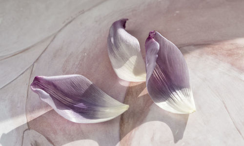 Close-up of petals