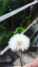 Close-up of dandelion flower